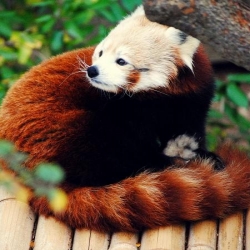Красная панда
