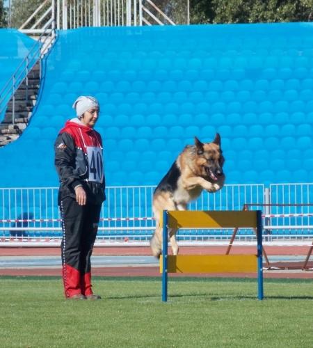 Спортивно-прикладное собаководство